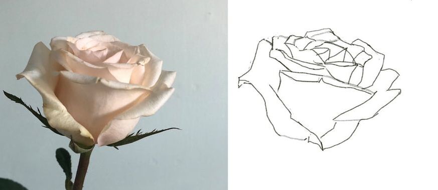 how to draw a rose