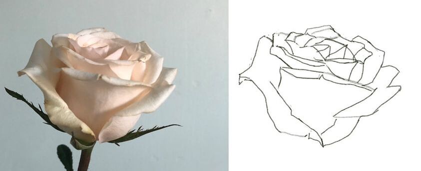 how to draw a rose