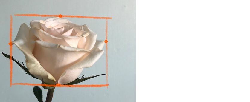 how to draw a rose