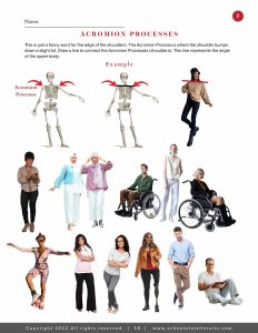 anatomical landmarks of the figure